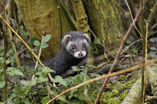 European polecat (Mustela putorius) or wood polecat, looking out of the undergrowth, captive, Switzerland, Europe