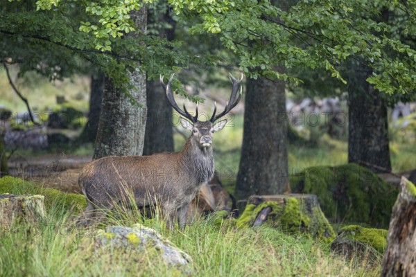 Red deer (Cervus elaphus) Rutting behaviour captive Germany