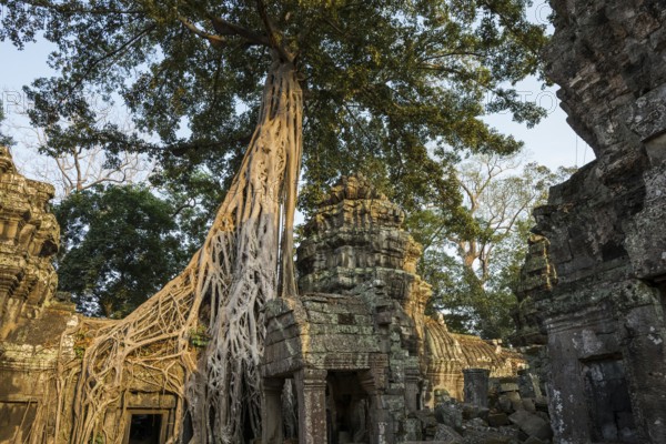 Ta Prohm, Angkor Wat, Angkor, UNESCO World Heritage Site, Siem Reap, Cambodia, Indochina, Southeast Asia, Asia