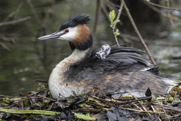 Great Crested Grebe (Podiceps Scalloped ribbonfish) with juveniles), Emsland, Lower Saxony, Germany, Europe