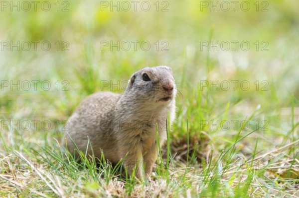 European ground squirrel (Spermophilus citellus) on a meadwo, Bavaria, Germany, Europe