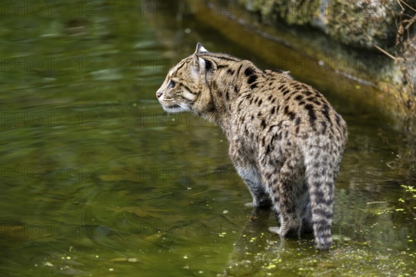 Fishing cat (Prionailurus viverrinus) standing on the water edge looking for fish, Germany, Europe