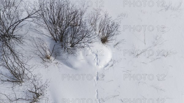 Beaver lodge covered with snow in winter. Wolf prints on the lodge. Region of La Mauricie. Province of Quebec. Canada