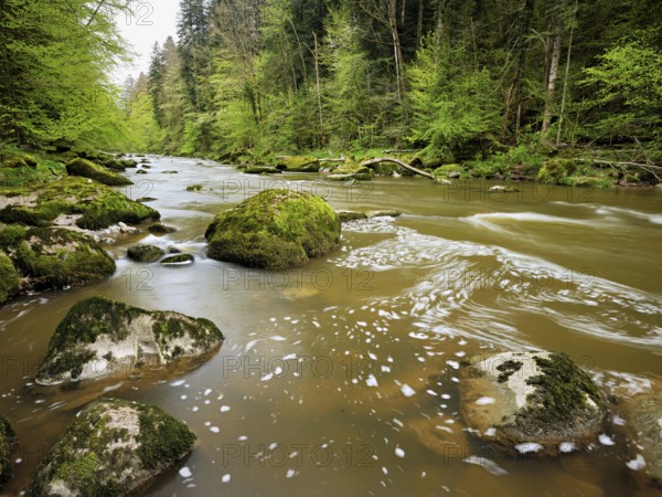 European beech trees shedding leaves, in the foreground moss-covered stones on the river Sihl, Sihlsprung, Menzingen, Canton Zug, Switzerland, Europe