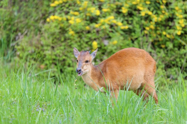 A male Red Forest Duiker (Cephalophus natalensis) stands in a green meadow, eating grass and herbs