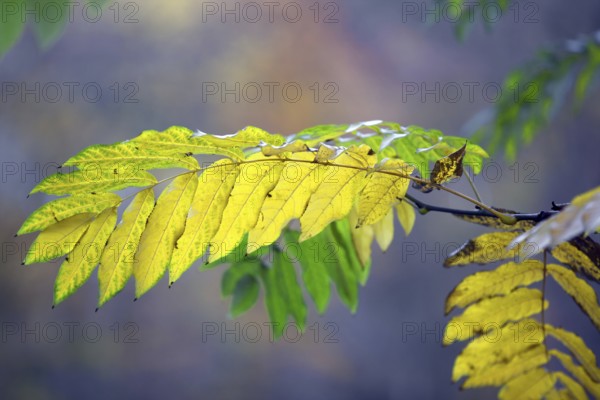 A branch with yellow autumn leaves in close-up in front of a blurred background, Krefeld