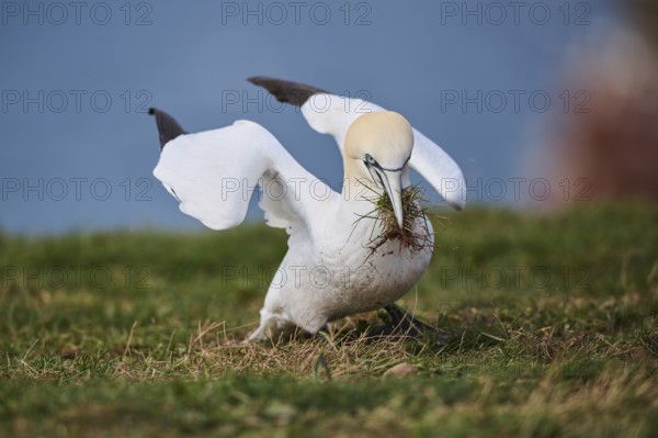 Northern gannet (Morus bassanus) on the cliff with nesting material in the beak, wildlife, Helgoland, Germany, Europe
