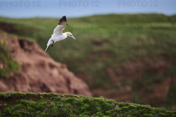 Northern gannet (Morus bassanus) flying over the cliffs, wildlife, Helgoland, Germany, Europe