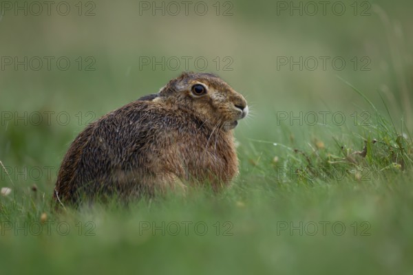 European brown hare (Lepus europaeus) adult animal resting in grassland soaking wet during a rain storm, England, United Kingdom, Europe
