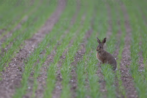 European brown hare (Lepus europaeus) juvenile leveret animal feeding in a farmland cereal field in summer, England, United Kingdom, Europe