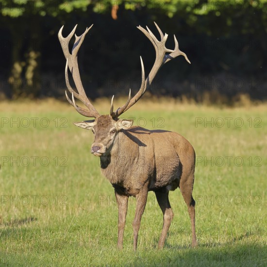 Red deer (Cervus elaphus) in rutting season, capital stag running across a forest clearing, wildlife, Sauerland, North Rhine-Westphalia, Germany, Europe