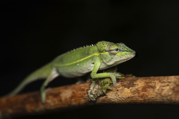 A male chameleon of the genus Calumma gilaumeti in the rainforests of Marojejy National Park in north-east Madagascar