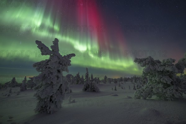 Northern lights over winter landscape, snow-covered trees, Riisitunturi National Park, Posio, Lapland, Finland, Europe