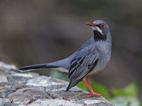Red-legged Thrush (Turdus plumbeus), Cuba, Central America