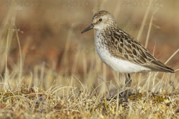 Semipalmated Sandpiper (Calidris pusilla) on the tundra in Northern Alaska