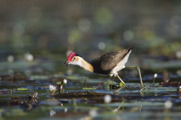 Comb-crested Jacana (Irediparra gallinacea), Queensland, Australia, Oceania