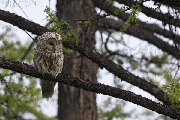 Ural Owl (Strix uralensis yenisseensis) perched in tree, Lake Khuvsgul, Mongolia, Asia