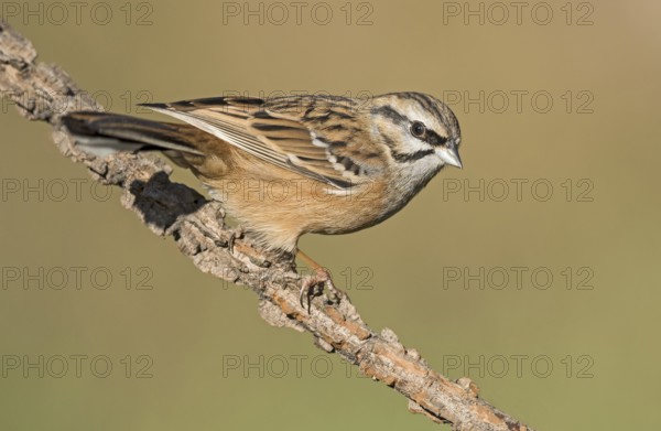 Rock Bunting (Emberiza cia) juvenile perched on a branch, Aosta Valley, Italy, Europe