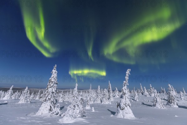 Northern lights, Aurora borealis over snow covered spruce trees on the taiga in winter at night, Riisitunturi National Park, Posio, Lapland, Finland, Europe