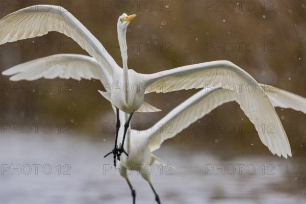 Great White Egret (Egretta alba) Germany