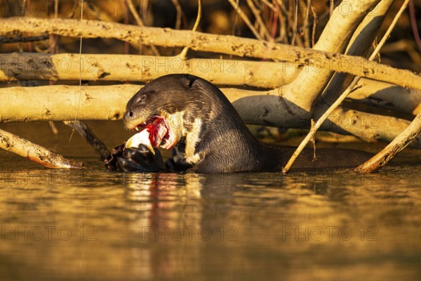 Giant otter (Pteronura brasiliensis) Pantanal Brazil
