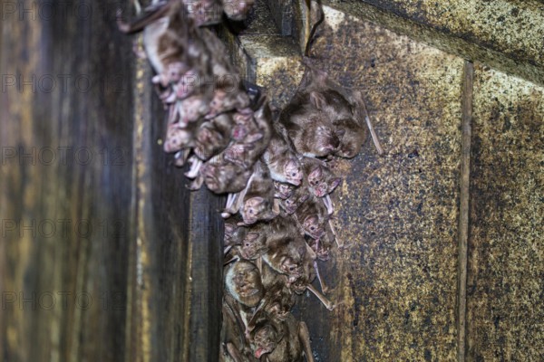 Common vampire bat (Desmodus rotundus) Pantanal Brazil