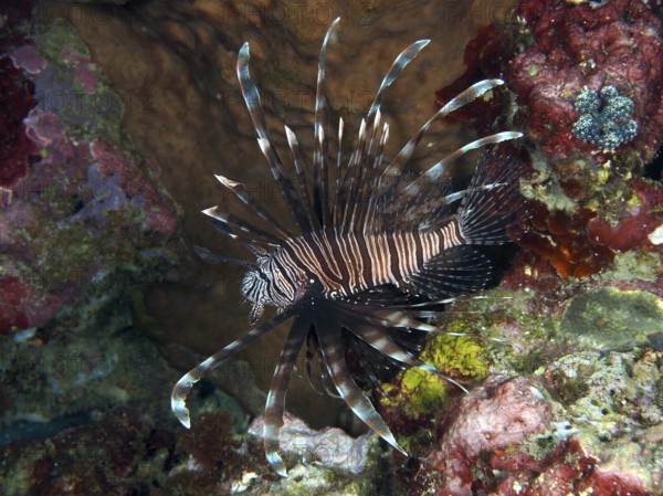 A Pacific red lionfish (Pterois volitans) with distinctive fins swims through a colourful reef, dive site Spice Reef, Penyapangan, Bali, Indonesia, Asia