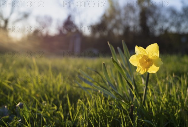 Blooming daffodils, wild daffodils (Narcissus), meadow, Stuttgart, Baden-Württemberg, Germany, Europe