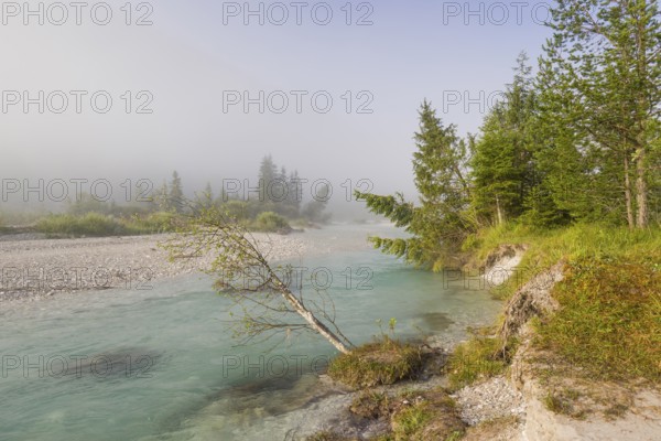 Isar valley nature conservancy area. The wild Isar river flows through its gravel bed past driftwood and entrained trees and bushes. Sunrise with fog