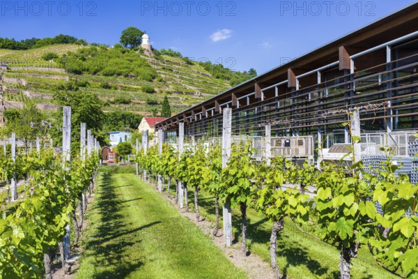 Show vineyard at the production building in the castle park, in the background the vineyards and the Jacobstein vineyard pavilion, Wackerbarth Winery, Radebeul, Saxony, Germany, Europe