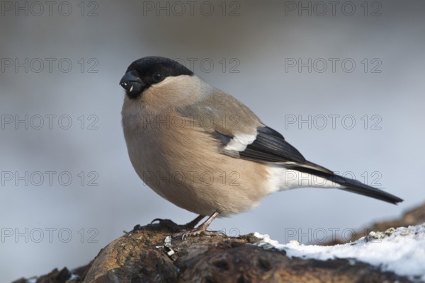 Eurasian Bullfinch (Pyrrhula pyrrhula) female, Rhineland-Palatinate, Germany, Europe