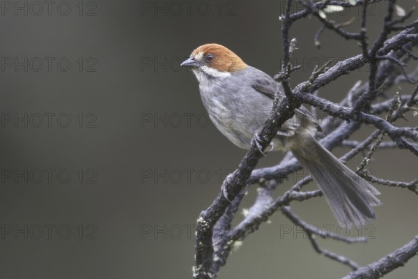 Rufous-eared Brushfinch (Atlapetes rufigenis), Central Highlands, Peru, South America