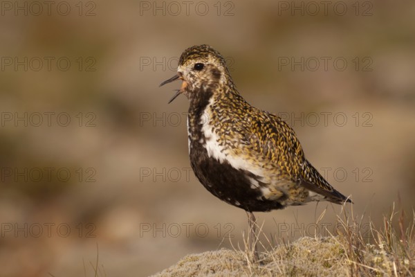 European Golden Plover (Pluvialis apricaria), Iceland, Europe