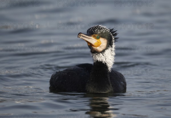 Great Cormorant (Phalacrocorax carbo), Mecklenburg-Western Pomerania, Germany, Europe