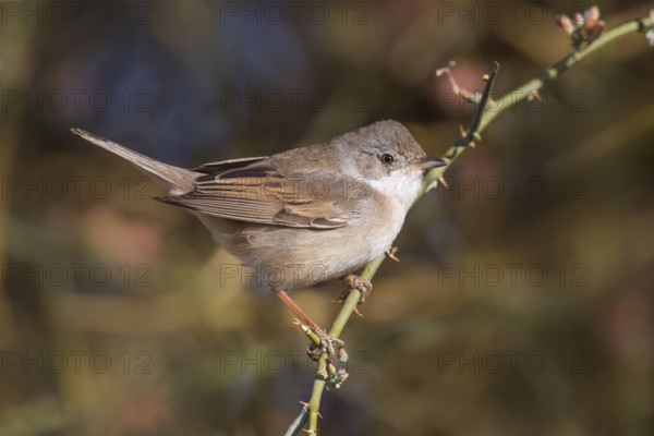 Common Whitethroat (Sylvia communis) female perched on a branch, Eilat, Israel, Asia