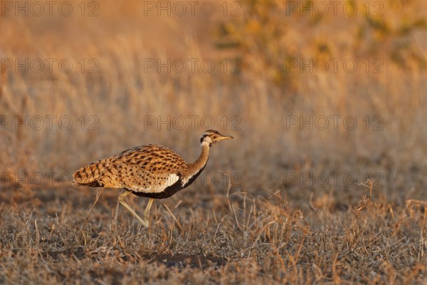 Black-bellied Bustard (Lissotis melanogaster), Kruger Park, South Africa, Africa