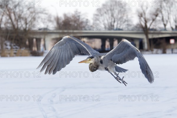 Grey Heron (Ardea cinerea) flying, Berlin, Germany, Europe