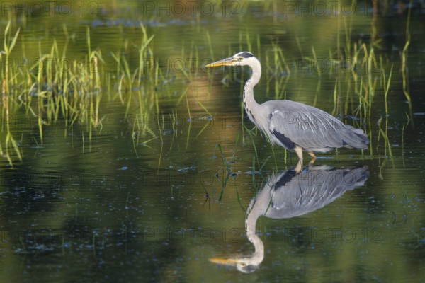 Grey Heron (Ardea cinerea) foraging, North Rhine-Westphalia, Germany, Europe