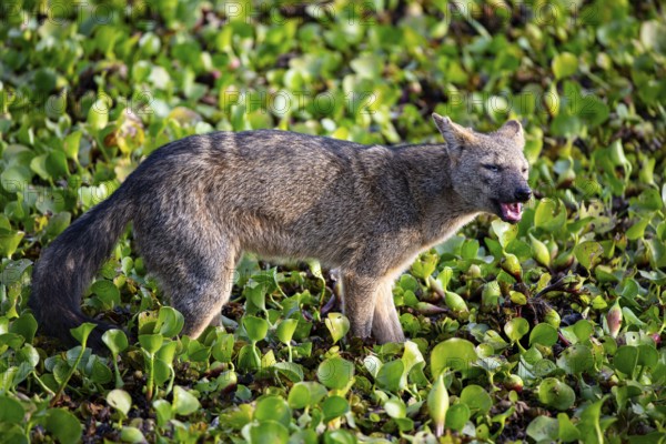 South American forest fox (Cerdocyon thous) Pantanal Brazil