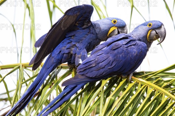 Hyacinth Macaw (Anodorhynchus hyacinthinus) Pantanal Brazil