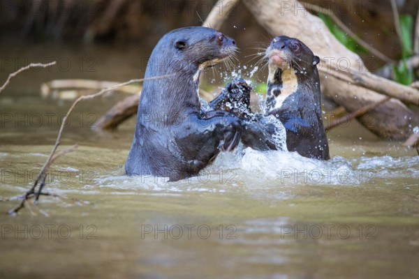 Giant otter (Pteronura brasiliensis) Pantanal Brazil