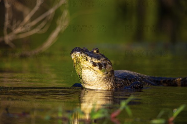 Spectacled caiman (Caiman crocodilius) Pantanal Brazil
