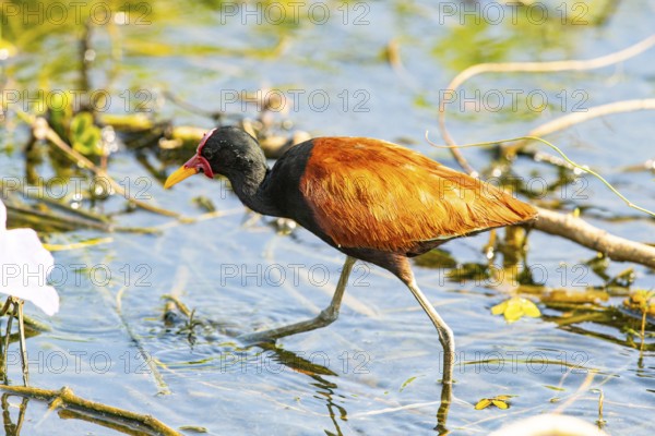 Red-fronted leaflet (Jacana jacana) Pantanal Brazil