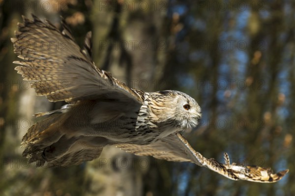 Owl soaring through the air against a blue sky and trees in the background, Siberian Eagle Owl (Bubo bubosibiricus), Germany, Europe