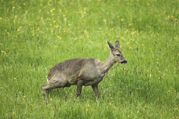 Roe deer (Capreolus capreolus) doe in winter coat in the dandelion meadow (Taraxacum) Allgäu, Bavaria, Germany, Allgäu, Bavaria, Germany, Europe