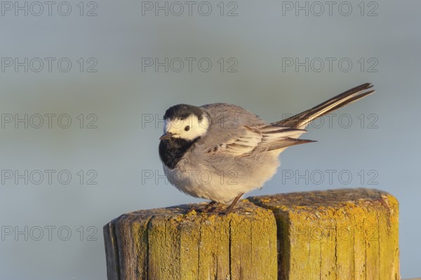 White wagtail (Motacilla alba) adult bird standing on pasture fence, wildlife, animals, birds, stilts, migratory bird, Ochsenmoor, Naturpark Dümmer See, Hüde Lower Saxony, Germany, Europe