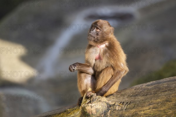 Gelada (Theropithecus gelada) sitting on a tree trunk, captive, Germany, Europe
