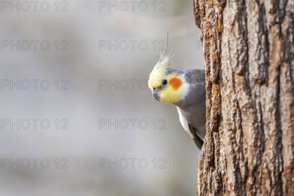 Cockatiel (Nymphicus hollandicus) sitting on a tree trunk, Bavaria, Germany, Europe