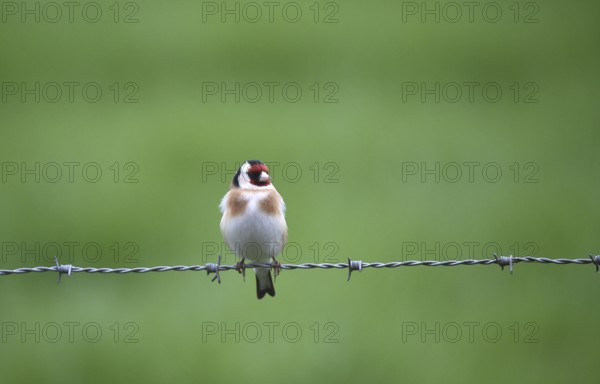 Goldfinch, (Carduelis carduelis) sitting on a pasture fence, barbed wire