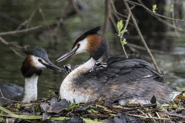 Great Crested Grebe (Podiceps Scalloped ribbonfish) with juveniles, Emsland, Lower Saxony, Germany, Europe